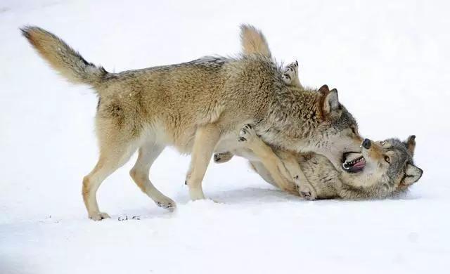 水平越高的领导越明白这个道理,级别越高的领导越懂人性