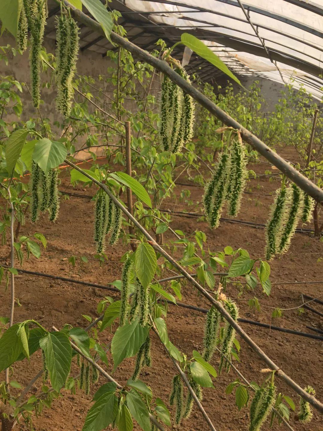 果桑之王——超级长果桑项目