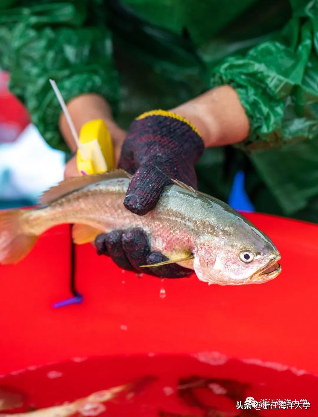 娴欐睙鏃ユ姤娣卞害鎶ラ亾,娴欐睙鏃ユ姤寮曢鏂扮殑鑸▼