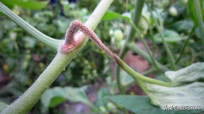 灰霉病怎么治疗彻底根除,灰霉病怎么补救