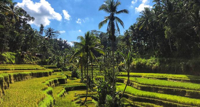 印尼巴厘岛8天之旅,普通人不跟团去周庄怎么玩