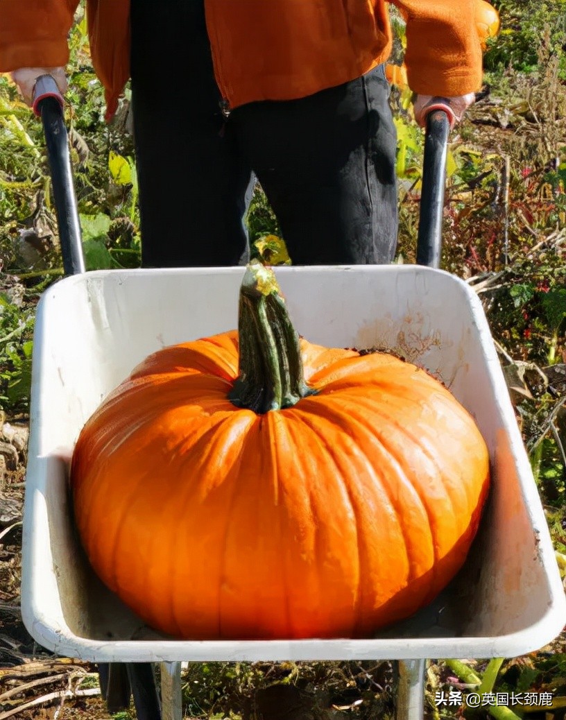 南瓜大作战任务,南瓜大作战活动攻略