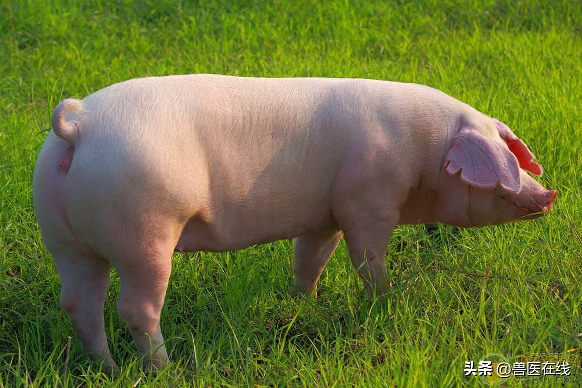 伊维菌素牛羊驱虫药用法用量,伊维菌素可以给猪用吗