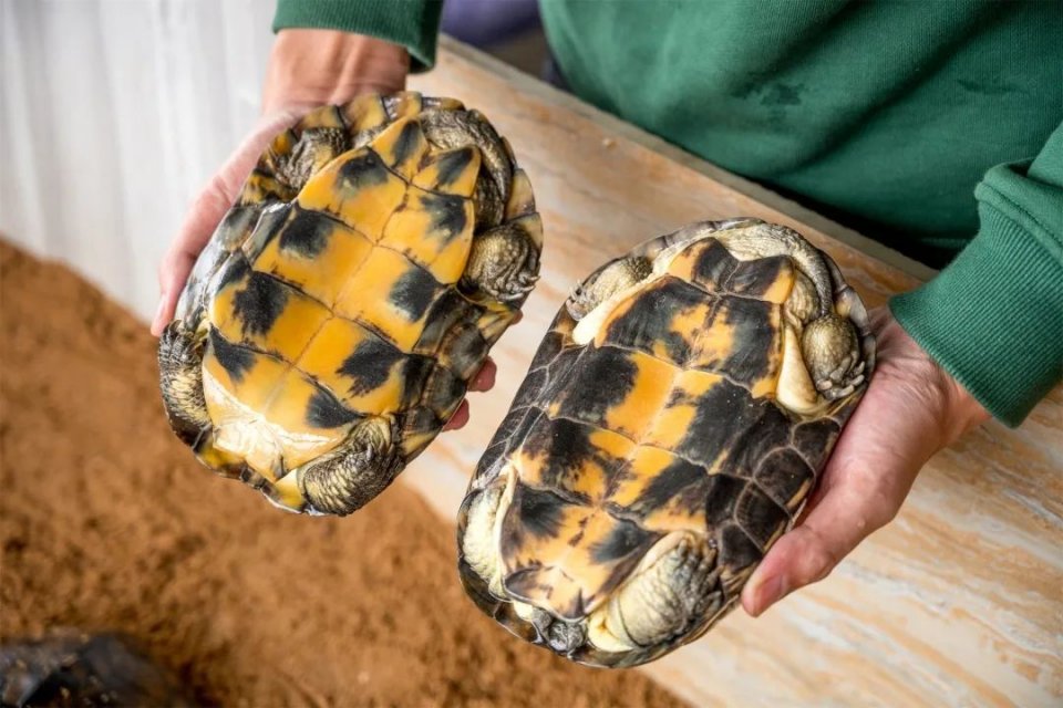 自制超火爆的网红甜品有哪些,顺德传统甜品双皮奶