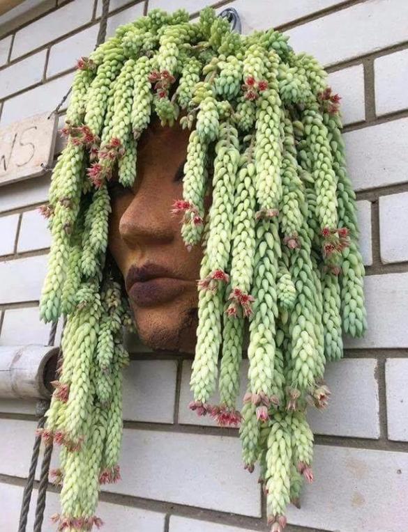 新玉缀怎么养能爆盆,玉缀叶子繁殖叶片必须朝上吗