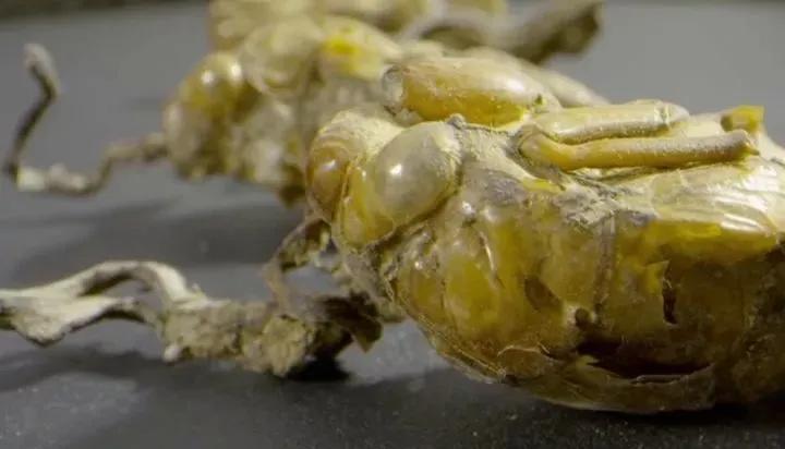 特殊时期5款靓汤润肺提高免疫力,广东老火靓汤增加免疫力