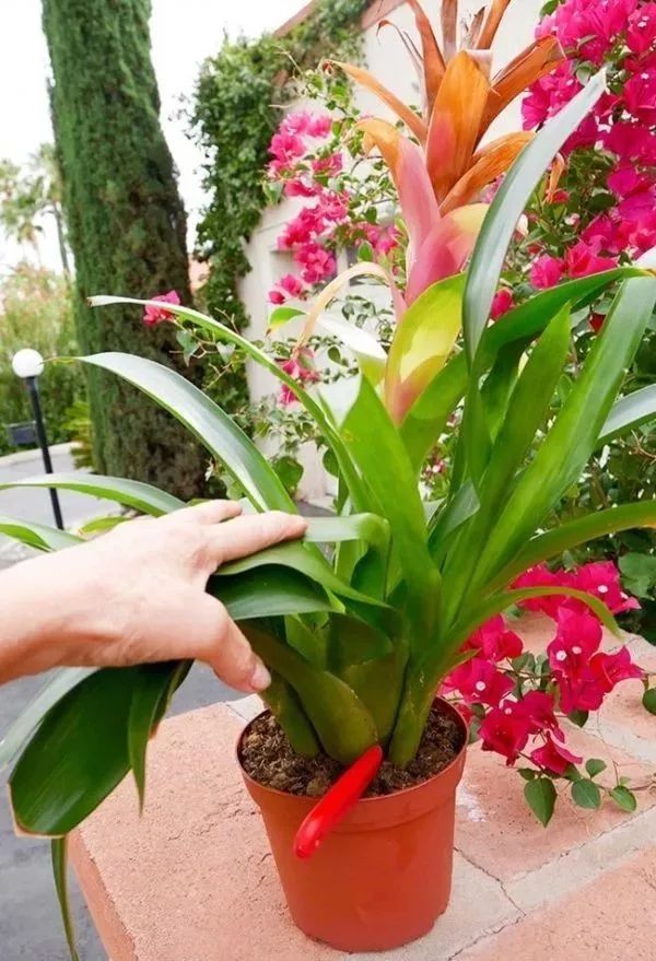 观赏凤梨催花方法,观赏凤梨可以采用播种的繁殖方法