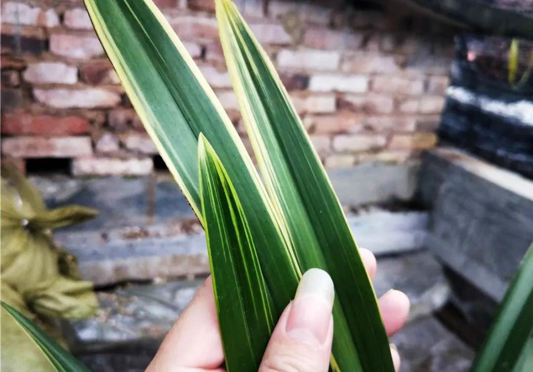 秋季兰花怎么养才能旺盛容易开花,兰花春不出夏不晒秋不干什么原因