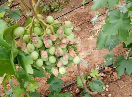 葡萄日灼和气灼的用什么药好,葡萄气灼和日灼是什么意思