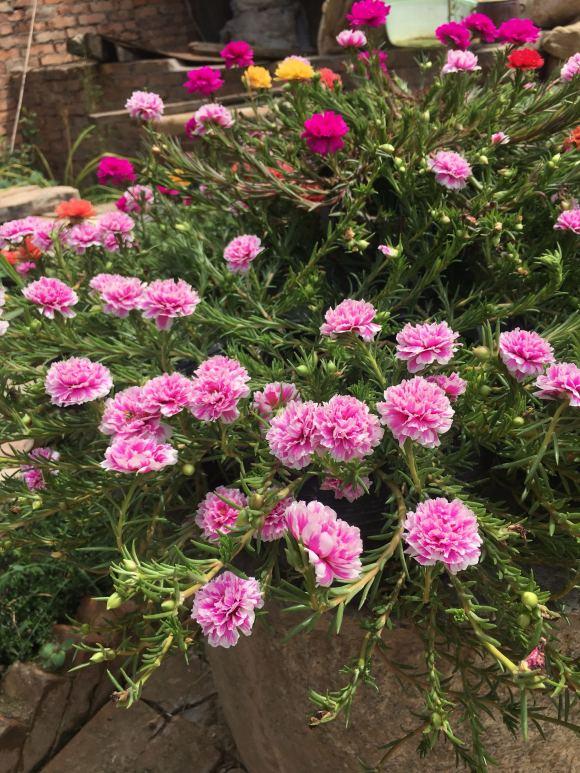 家里养的花怎么养才能旺,家庭养什么花好养不愿死