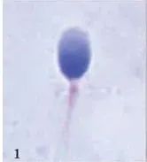 奇怪的知识增加了手指长度,奇怪的知识增加了图片大全