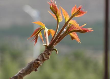 农民砍自己的树获刑,农民砍自家树最高判七年