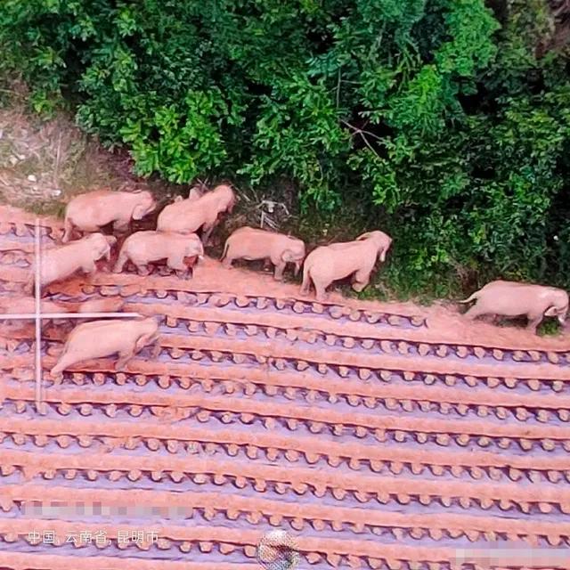 15头亚洲象已抵昆明,15头亚洲象北上昆明