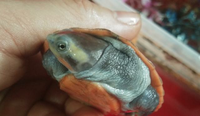 圆澳龟如何才能养好,圆澳龟为什么不建议新手养