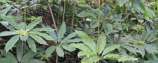 重楼种子种植催芽技术视频,重楼种子不催芽怎么直接播种