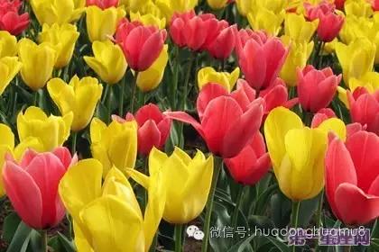 有种花叫满天星的花语是什么,每朵花都有花语而你又知道多少