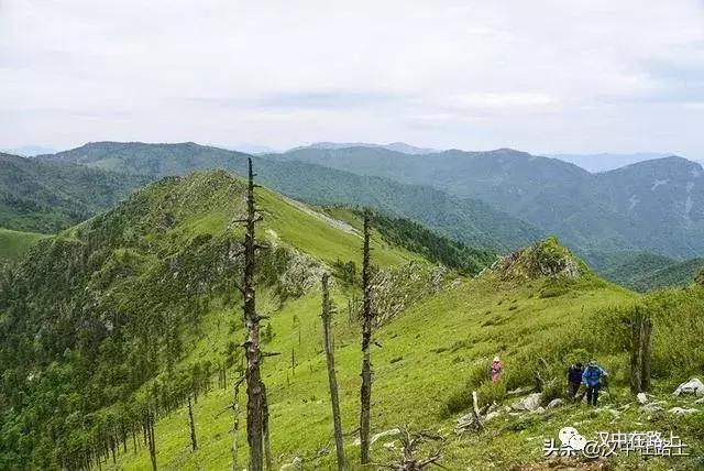 探秘汉中,汉中一村子窜入野生羚牛