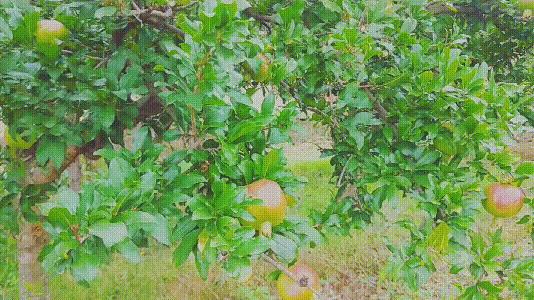 羔羊养殖预防疾病的视频,羔羊病防治方案