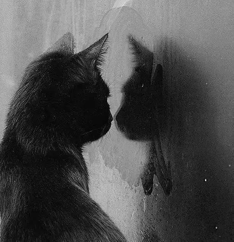 明知有毒还义无反顾,最严重的心灵毒药