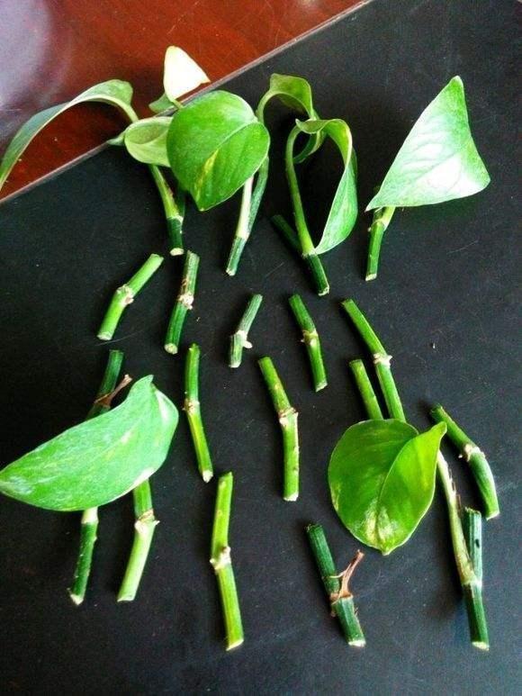 不会扦插的花怎么办,不会养花只养绿萝