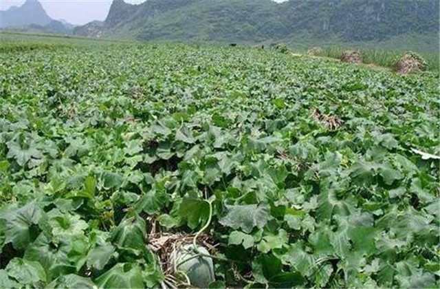 露地冬瓜催芽方法,露地冬瓜整枝管理技术