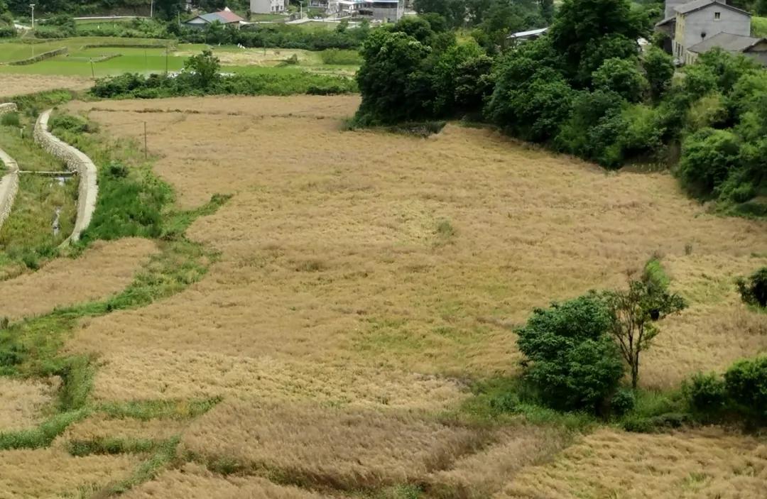 这个夏天非同寻常作文600字,关于夏季的原创散文