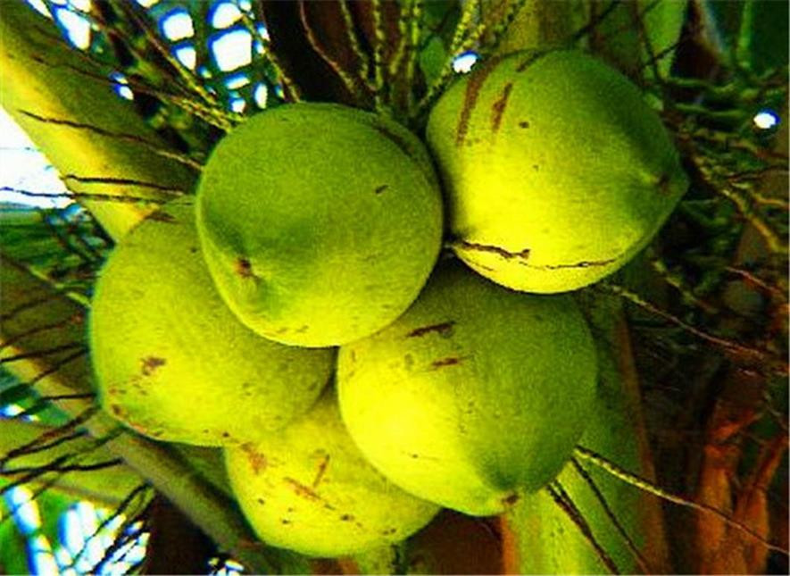 百种味道的果子,百种果实图片