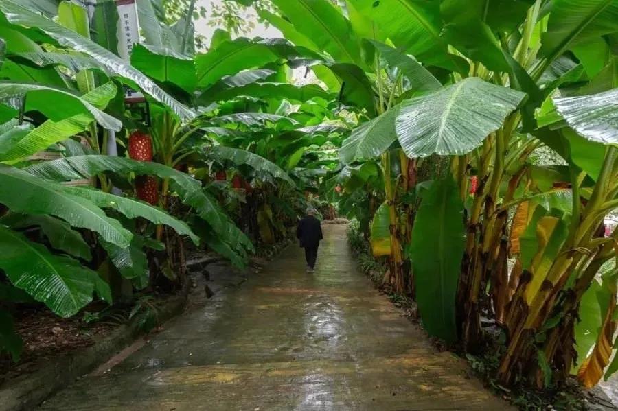 大美中国甘肃康县,央视大美中国甘肃康县