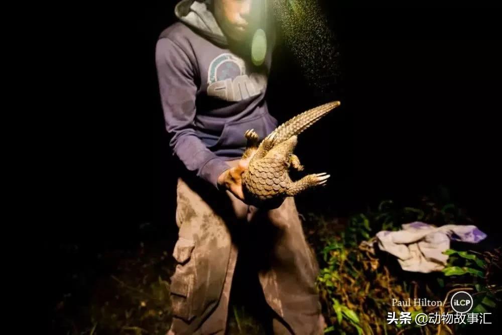 世界穿山甲日/专家建议对穿山甲等“生态灭杀”，我们坚决拒绝