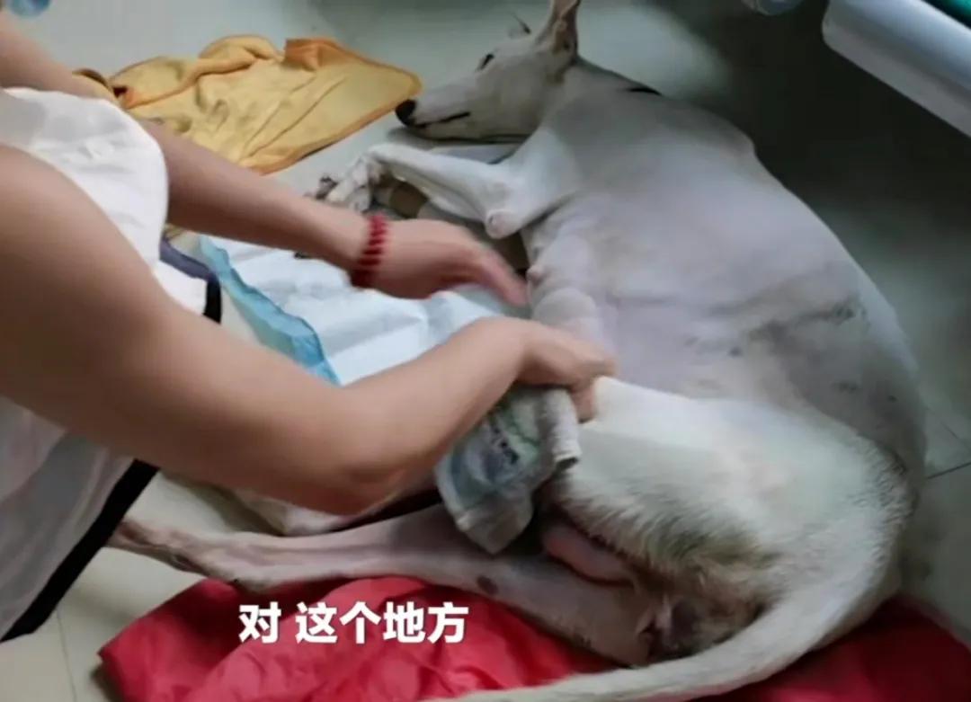 肚子里密密麻麻全是狗！狗妈妈19小时生20只狗崽，医生轮番上阵