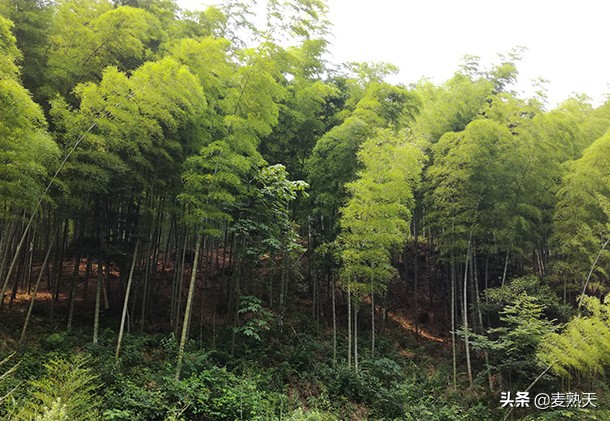 去偶遇朝气蓬勃的老年人,遇到一位很淳朴的老人