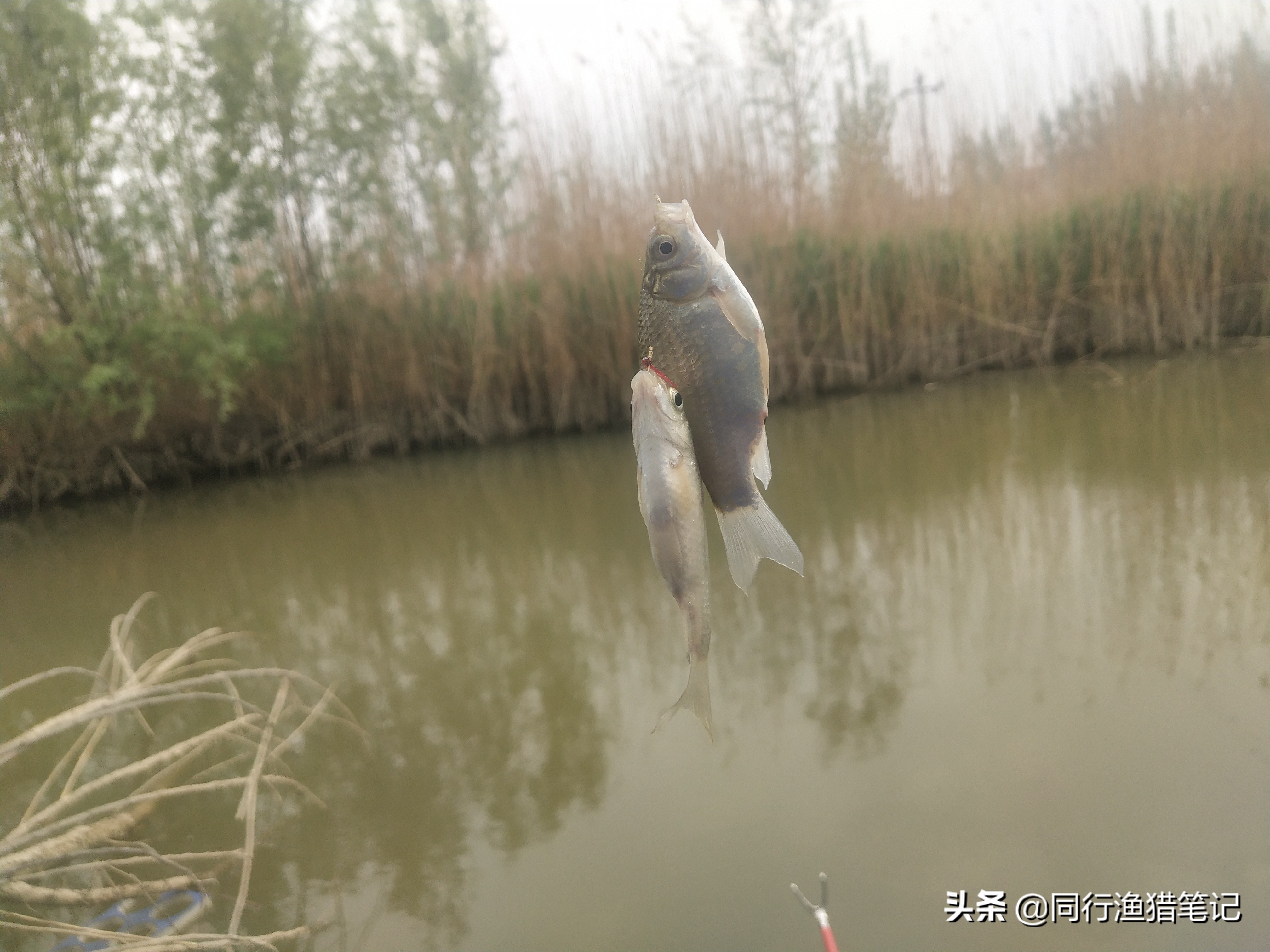 肥水缺氧鱼上浮不开口怎么钓,水肥鱼口不好