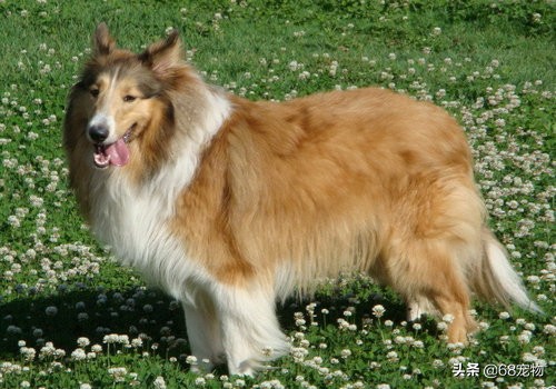 12星座适合养什么狗,12星座的女生适合养什么狗