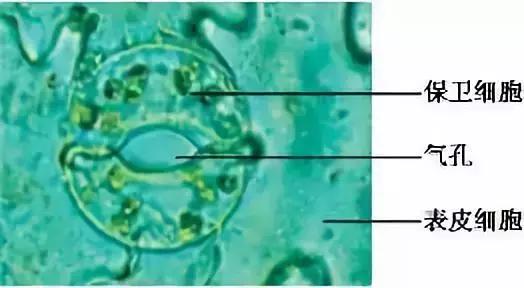 葡萄长锈斑怎么回事,怎样才能防止葡萄烂果