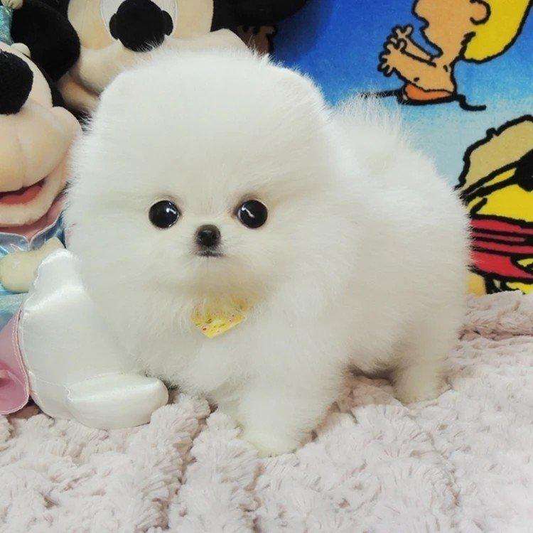 怎么挑选精品博美,怎么挑博美纯不纯