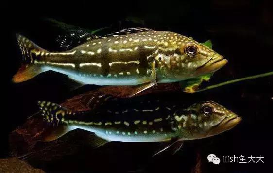 大型鱼观赏性,大型三间鱼