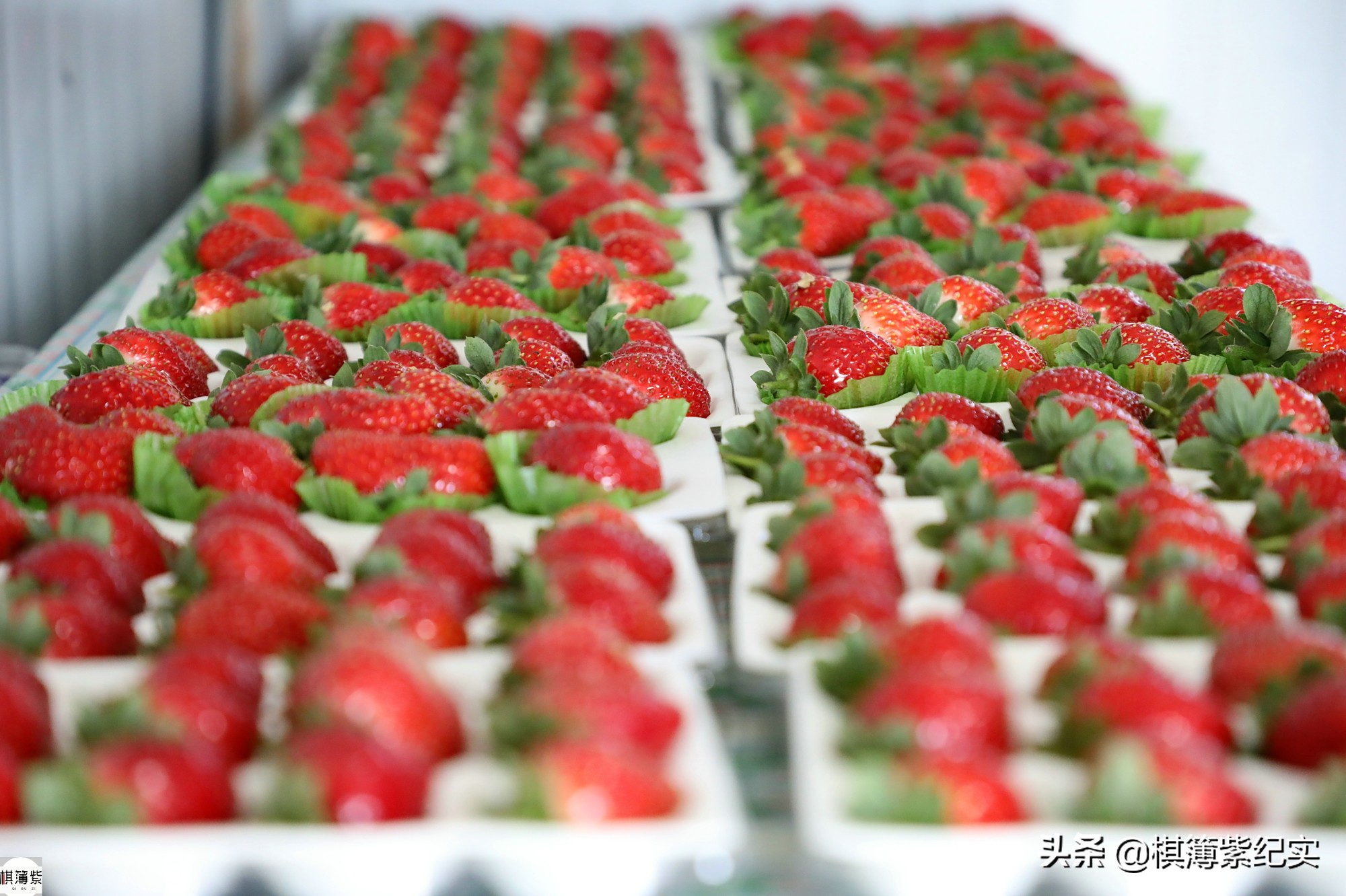 东北草莓3月份多少钱,东北草莓现在多少钱一斤