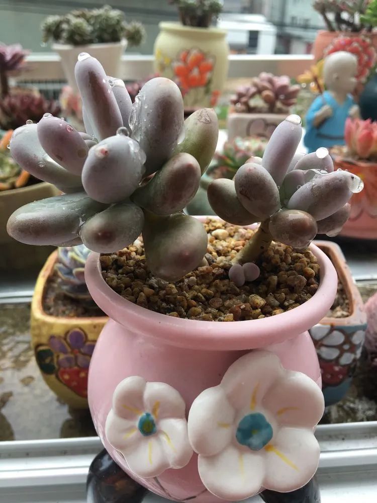 五颜六色的透明多肉,颜色超好看的多肉