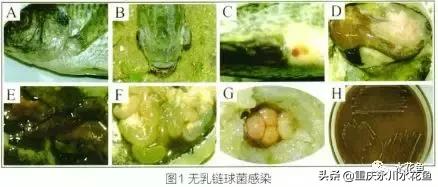 鱼出血病的防与治,鱼类出血性疾病