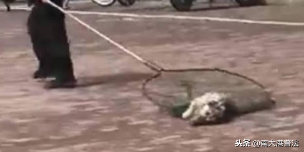 学生养宠物猪被批评,大学生宿舍养宠物处分有什么影响