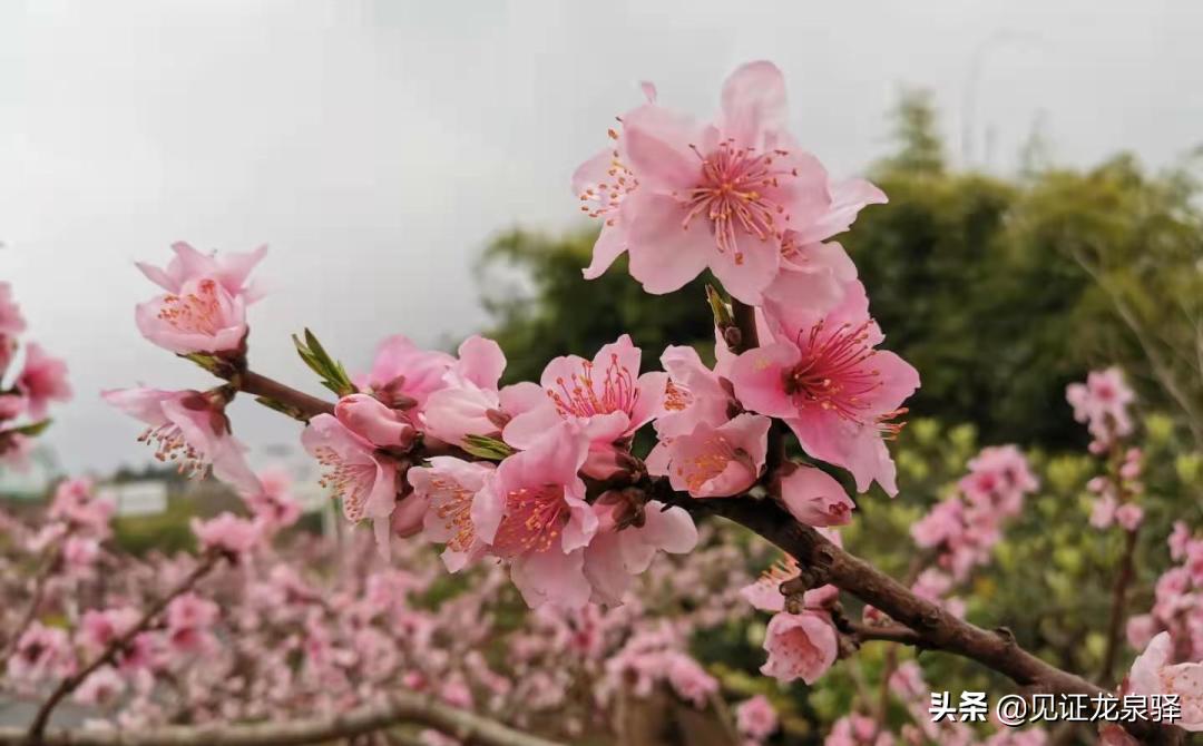 美成仙境,美成了仙境