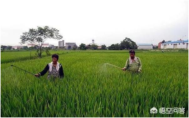水稻抽穗后要注意这2种病，防止出现黑粒和白穗，防治时期最关键