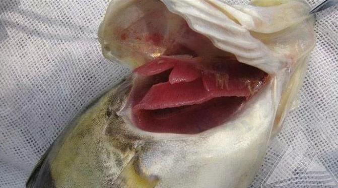 鲈鱼感染虹彩病毒怎么办,加州鲈虹彩病毒是怎么引起的