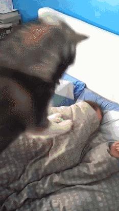 萨摩耶和哈士奇叫你起床，你选哪个？