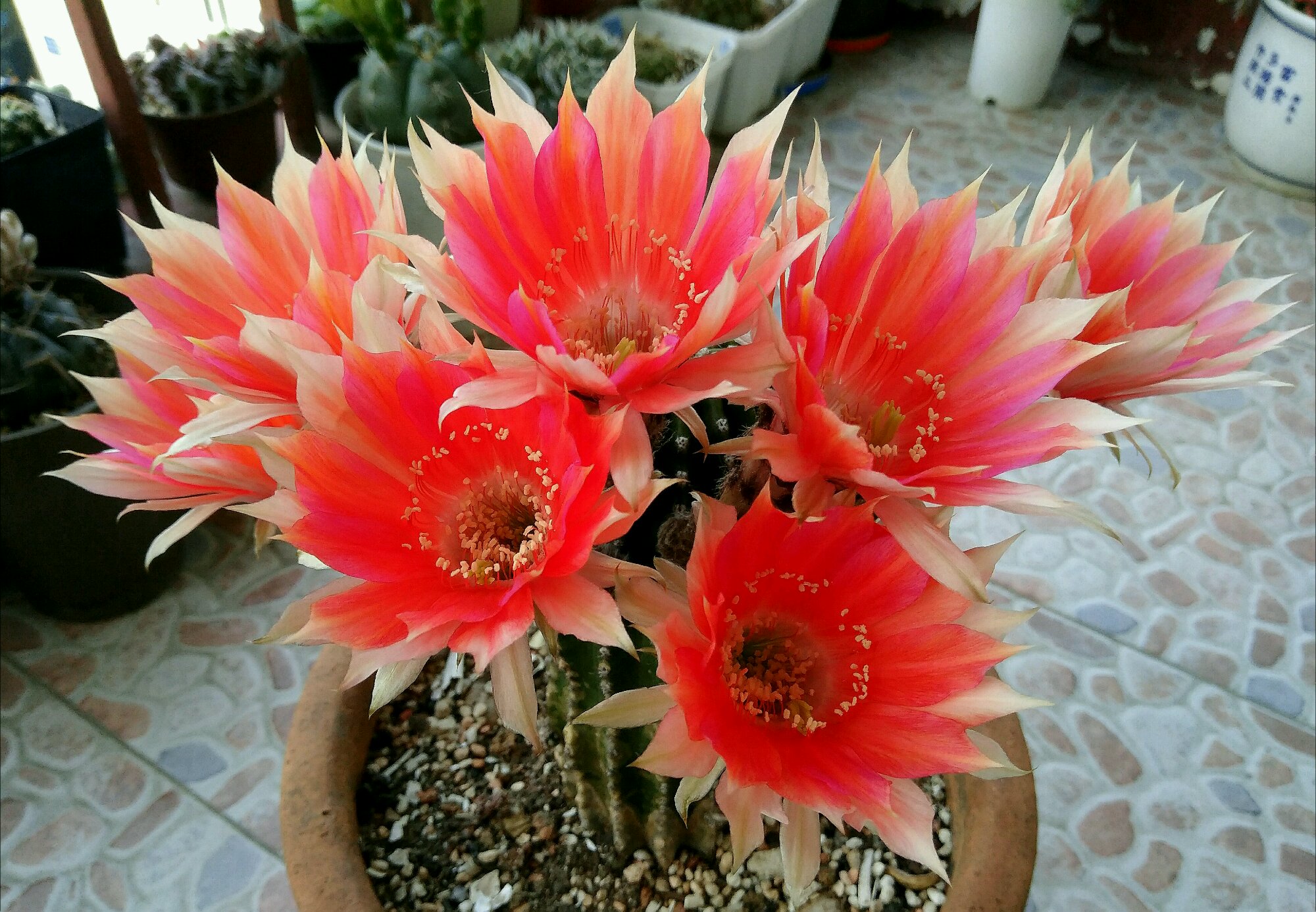 八种会开花的仙人球，每年花开好几次，美丽又好养，新手也能种