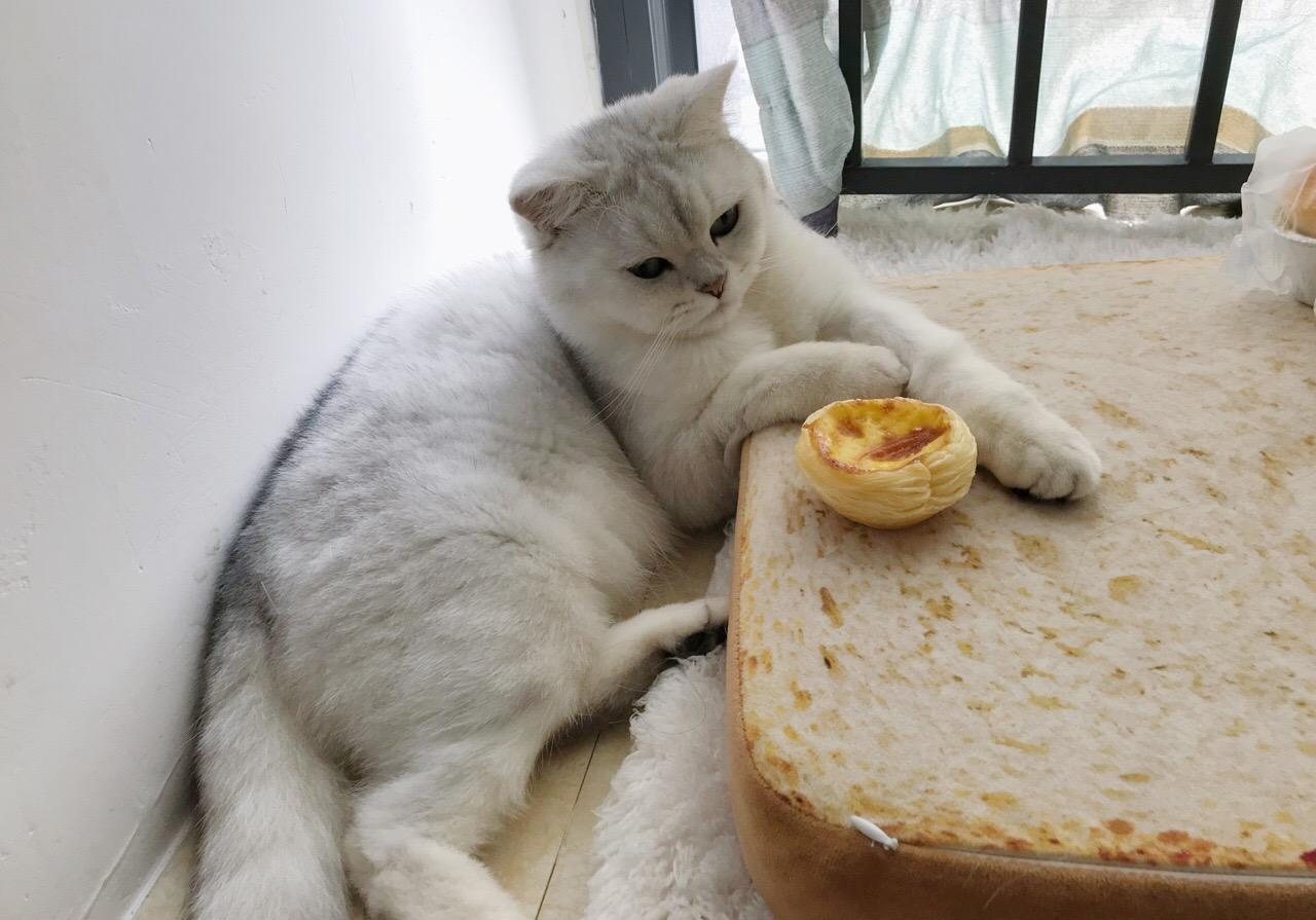 铲屎官要知道的猫咪知识,最适合新手铲屎官养的猫