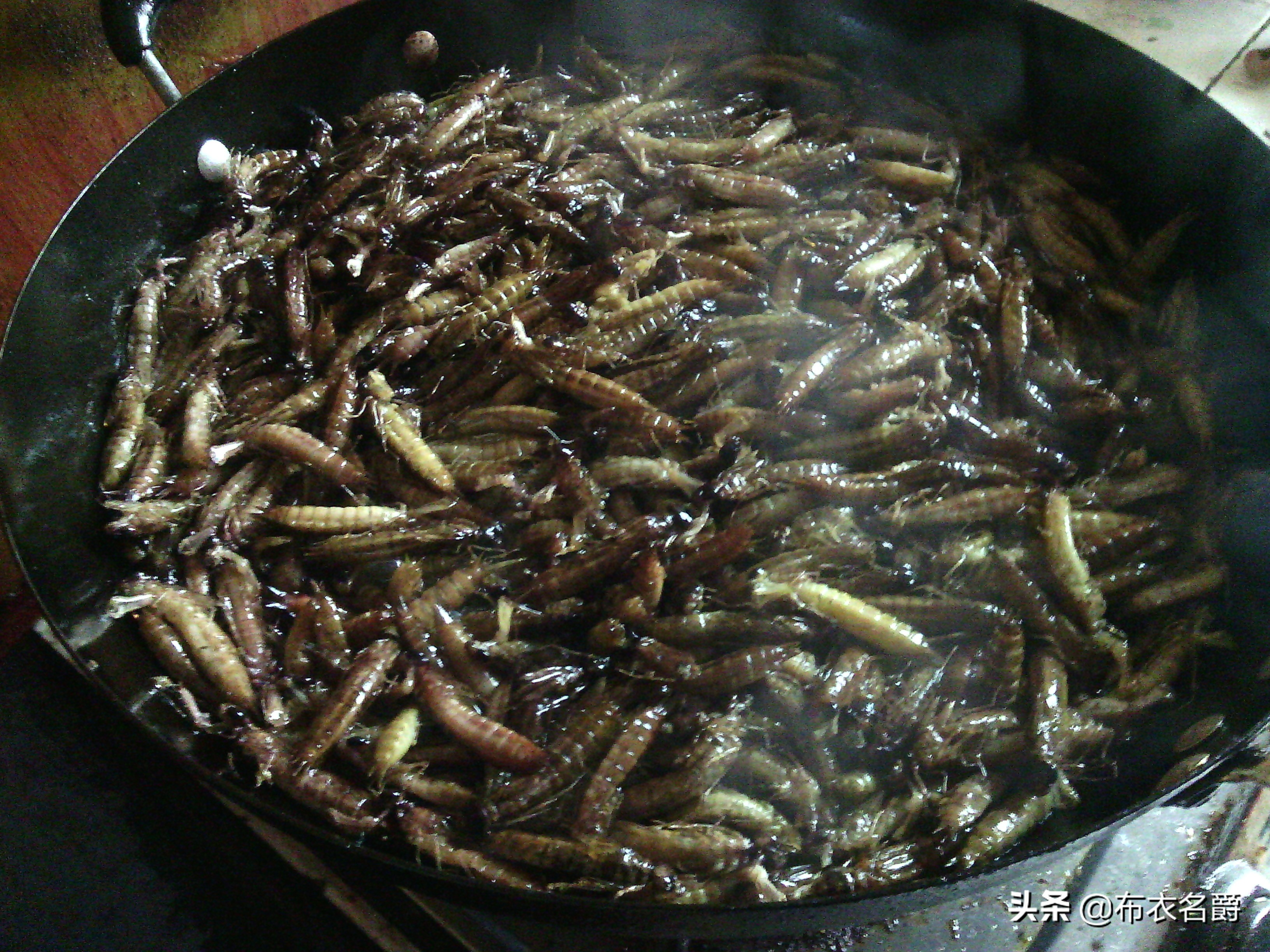 狗产后24小时内出现低血钙怎么办,宠物犬产后低血钙