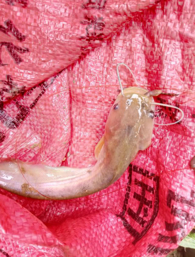 钓鲶鱼用什么饵最好呢,冬季钓鲶鱼的方法和技巧