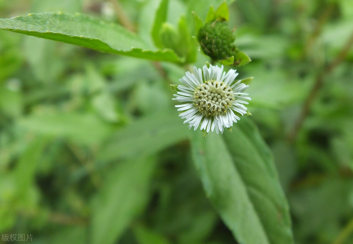 本草纲目记载治疗痔疮的草药,本草纲目痔疮药方子