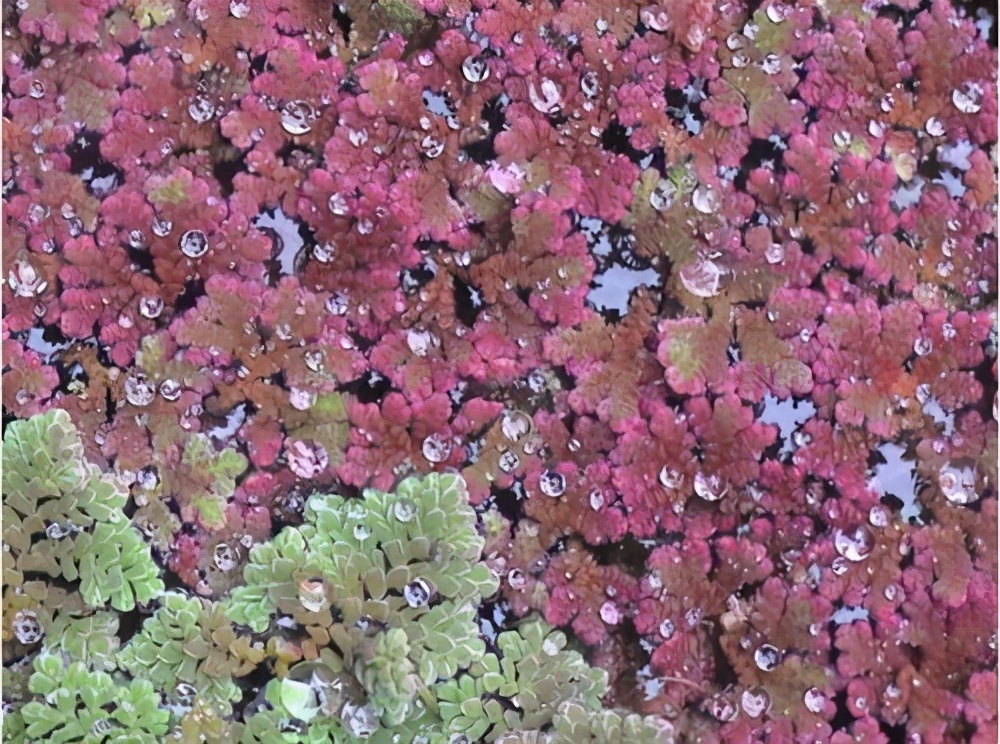 漂亮的水缸可以养什么植物,家里的大缸养鱼